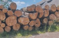 Pašvaldība lūdz komentārus par koku izciršanu “Jaunkrieviņos”